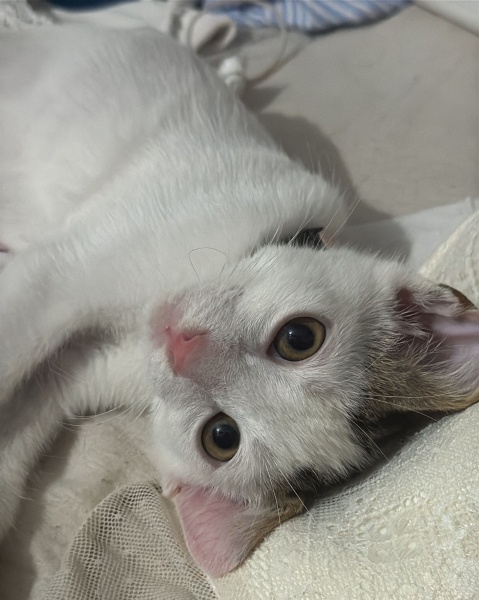 Tekir Kedi, Kedi  Paytak fotoğrafı