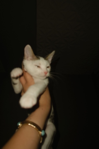 Tekir Kedi, Kedi  Paytak fotoğrafı