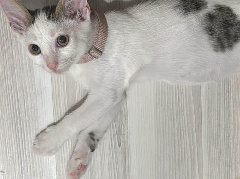 Tekir Kedi, Kedi  Paytak fotoğrafı