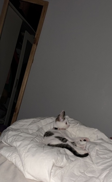 Tekir Kedi, Kedi  Paytak fotoğrafı