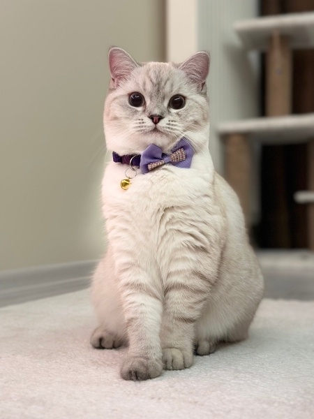 British Shorthair, Kedi  Pamuk fotoğrafı