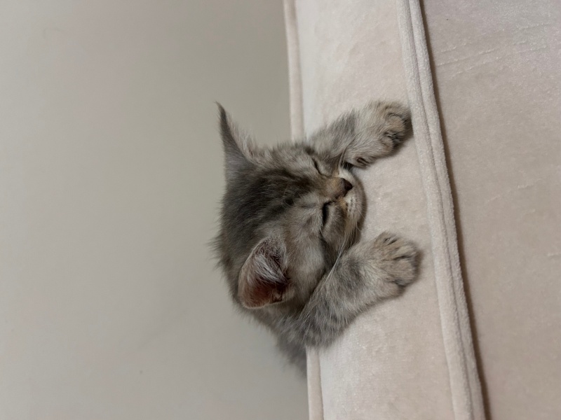British Shorthair, Kedi  Çakıl fotoğrafı