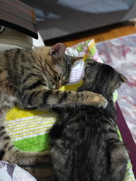 Tekir Kedi, Kedi  Cabbar fotoğrafı