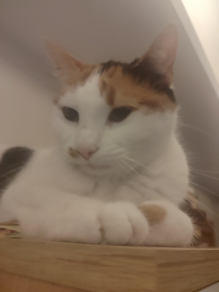 Tekir Kedi, Kedi  Şukufe'm  ♡ fotoğrafı