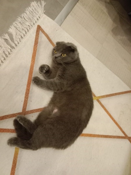 Scottish Fold, Kedi  duman fotoğrafı