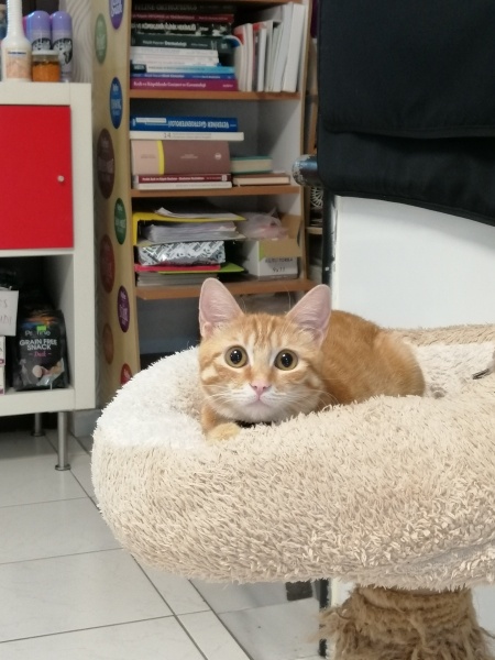 Sarman, Kedi  Porti fotoğrafı