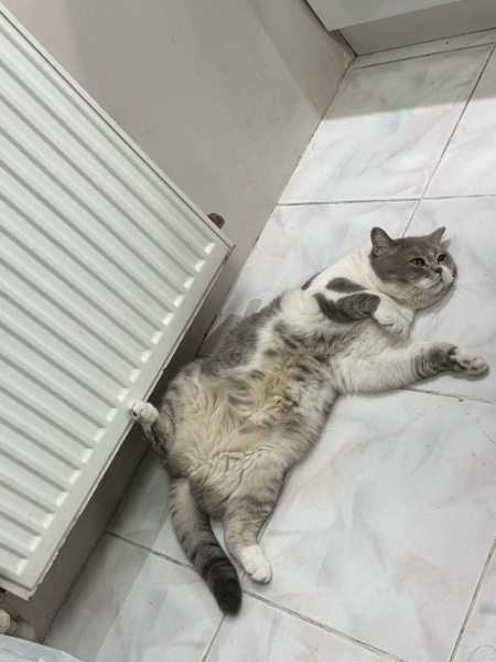 British Shorthair, Kedi  Leyla fotoğrafı
