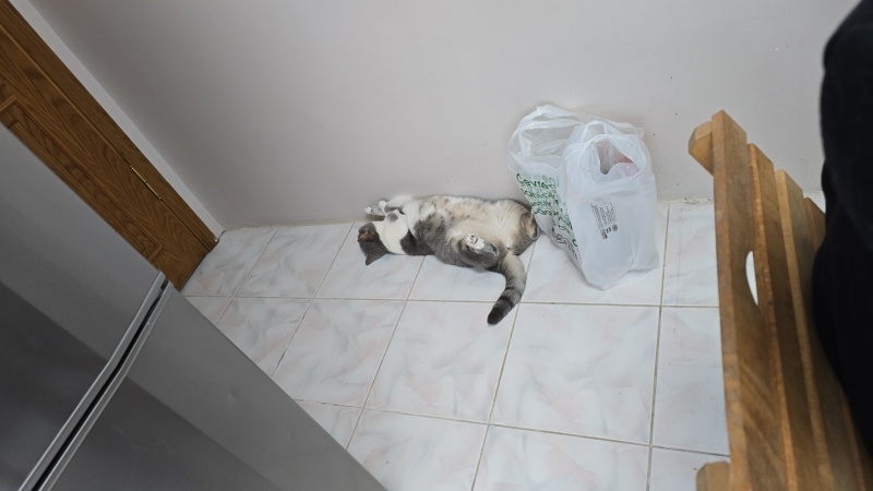 British Shorthair, Kedi  Leyla fotoğrafı
