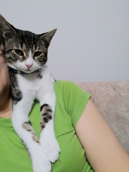 Tekir Kedi, Kedi  Üzüm fotoğrafı