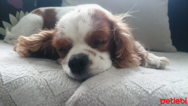 Cavalier King Charles Spanieli, Köpek  Lola fotoğrafı