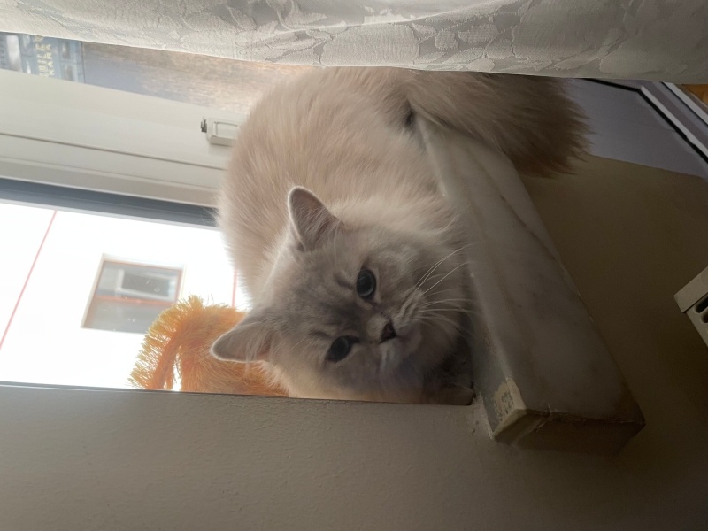 British Shorthair, Kedi  Adsız fotoğrafı