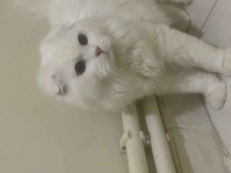 British Longhair, Kedi  Adsız fotoğrafı