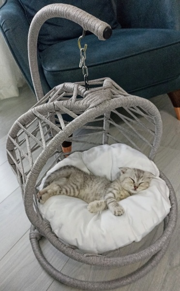 Brazilian Shorthair, Kedi  Luna fotoğrafı