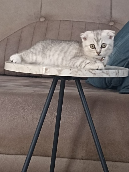 Brazilian Shorthair, Kedi  Luna fotoğrafı