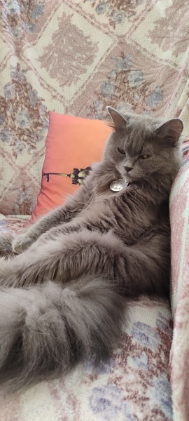 British Longhair, Kedi  Incir fotoğrafı