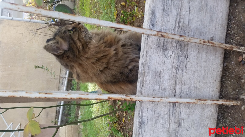 Norwegian Forest, Kedi  Tofidik fotoğrafı