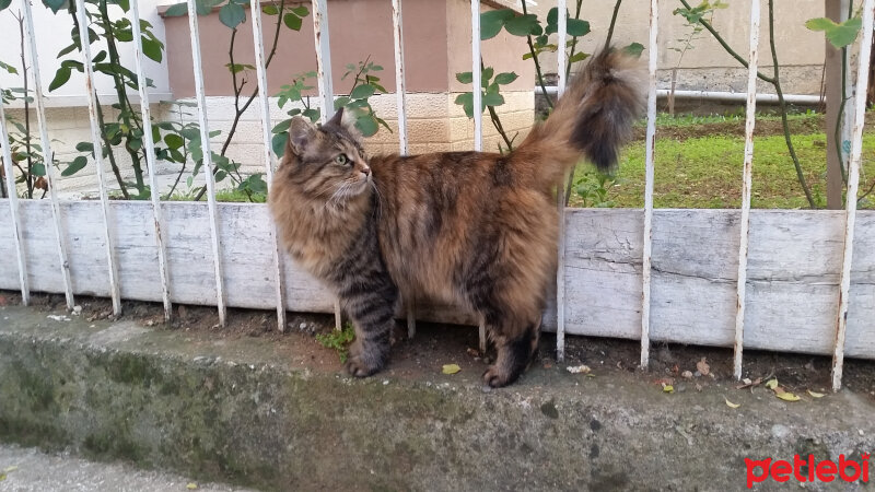 Norwegian Forest, Kedi  Tofidik fotoğrafı