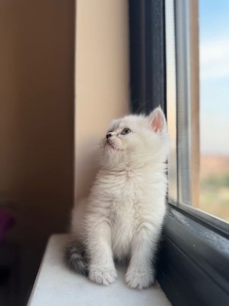 Scottish Fold, Kedi  Belirsiz fotoğrafı