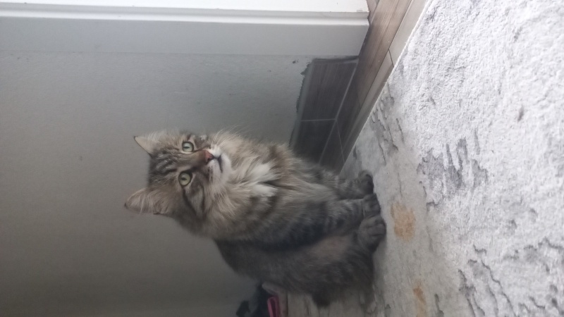 Norwegian Forest, Kedi  Duman fotoğrafı
