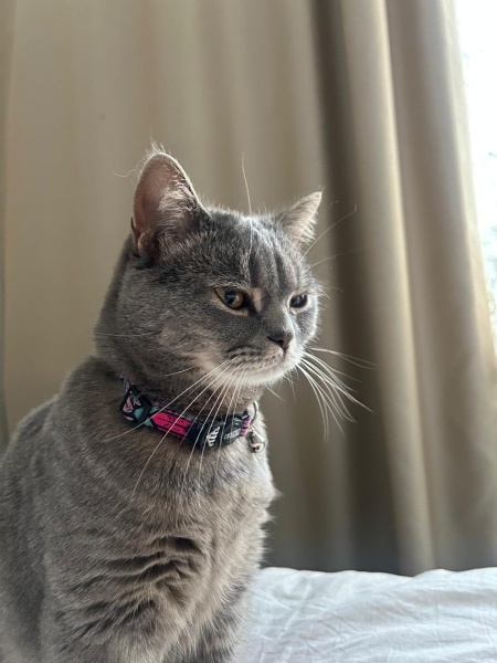 British Shorthair, Kedi  Mia fotoğrafı