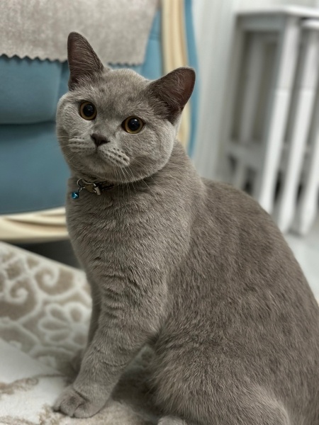 British Shorthair, Kedi  Boncuk fotoğrafı
