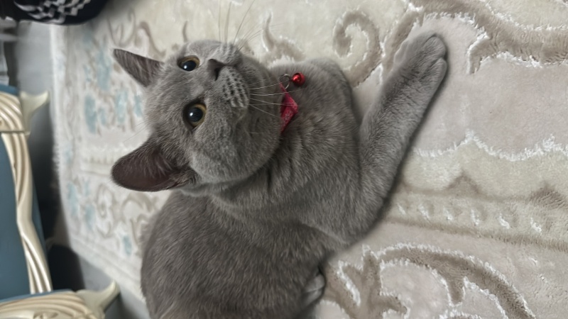 British Shorthair, Kedi  Boncuk fotoğrafı