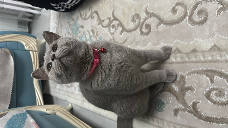 British Shorthair, Kedi  Boncuk fotoğrafı