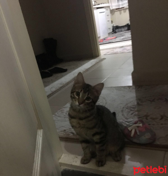 Tekir Kedi, Kedi  paşam fotoğrafı