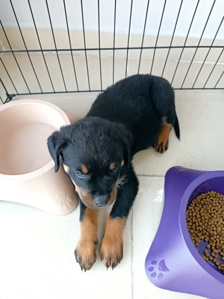 Rottweiler, Köpek  OSİ fotoğrafı