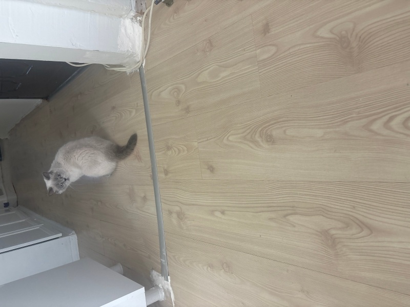 British Shorthair, Kedi  Şuşu fotoğrafı