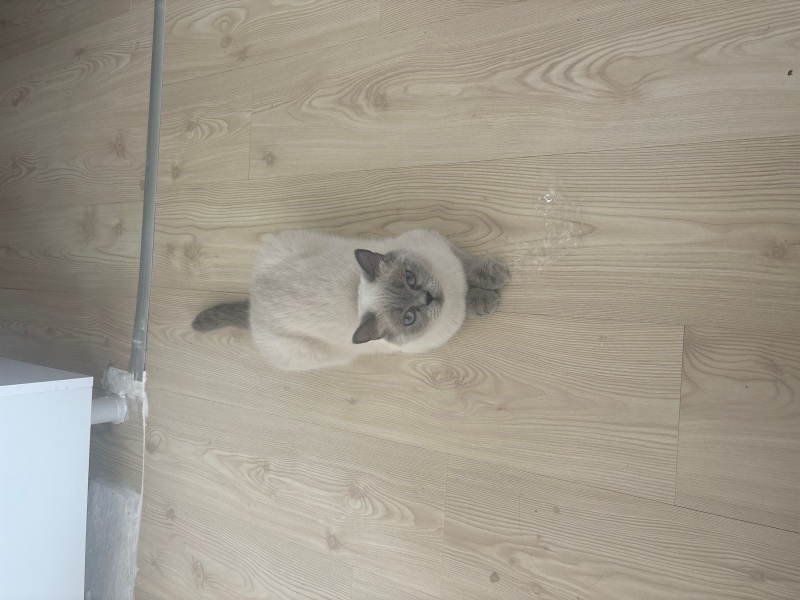 British Shorthair, Kedi  Şuşu fotoğrafı