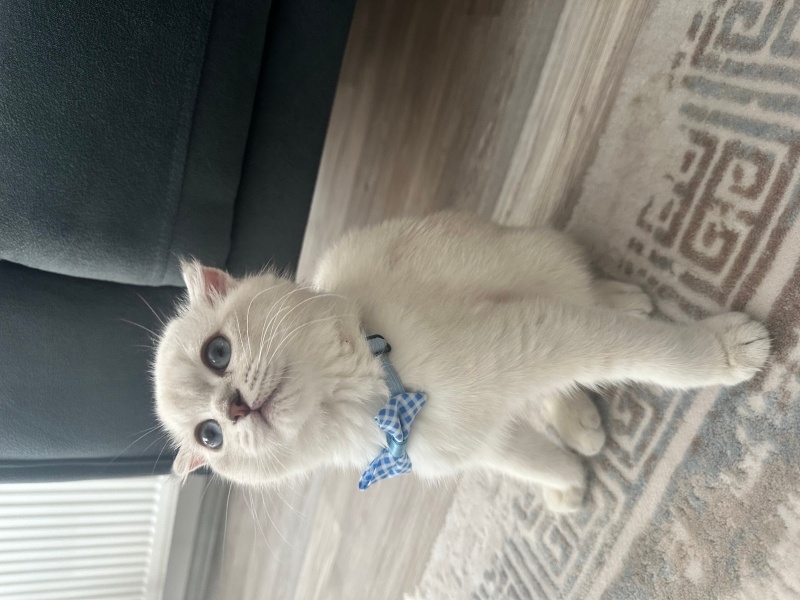 Scottish Fold, Kedi  SÜTLAÇ fotoğrafı
