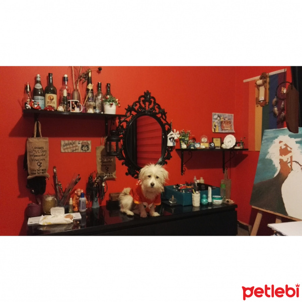 Maltese, Köpek  Mia fotoğrafı