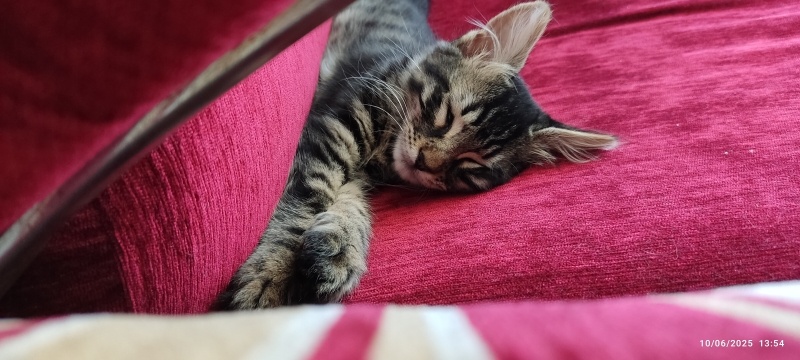 Tekir Kedi, Kedi  Üzüm fotoğrafı