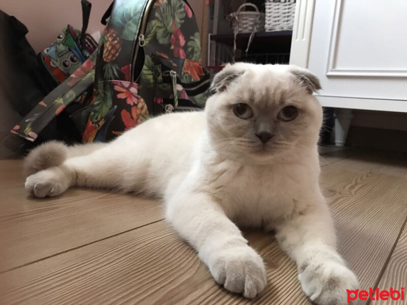 Scottish Fold, Kedi  Paspas fotoğrafı