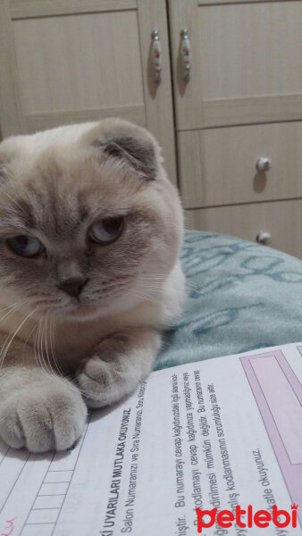 Scottish Fold, Kedi  Paspas fotoğrafı