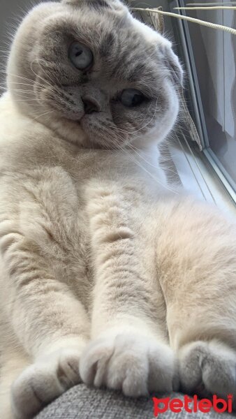 Scottish Fold, Kedi  Paspas fotoğrafı