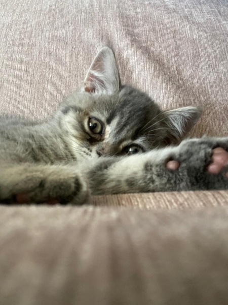 Scottish Fold, Kedi  Kedoş fotoğrafı