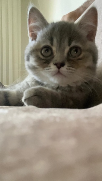 Scottish Fold, Kedi  Kedoş fotoğrafı