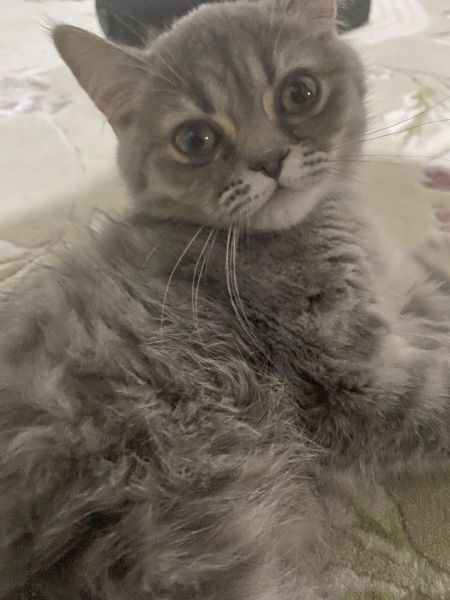 Scottish Fold, Kedi  Kedoş fotoğrafı