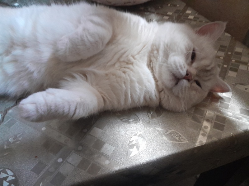 British Shorthair, Kedi  Pars fotoğrafı
