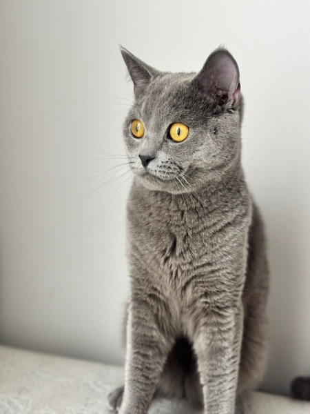 British Shorthair, Kedi  Duman fotoğrafı