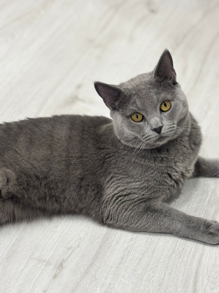 British Shorthair, Kedi  Duman fotoğrafı