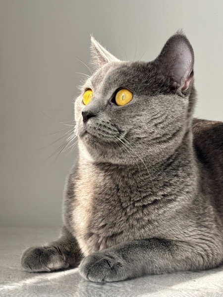 British Shorthair, Kedi  Duman fotoğrafı