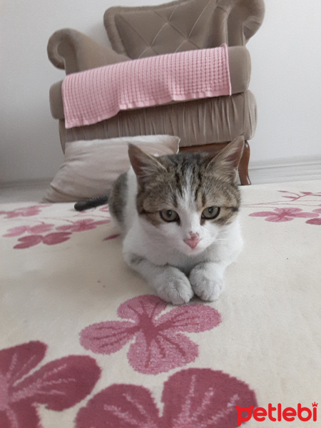 York Chocolate, Kedi  Benek fotoğrafı