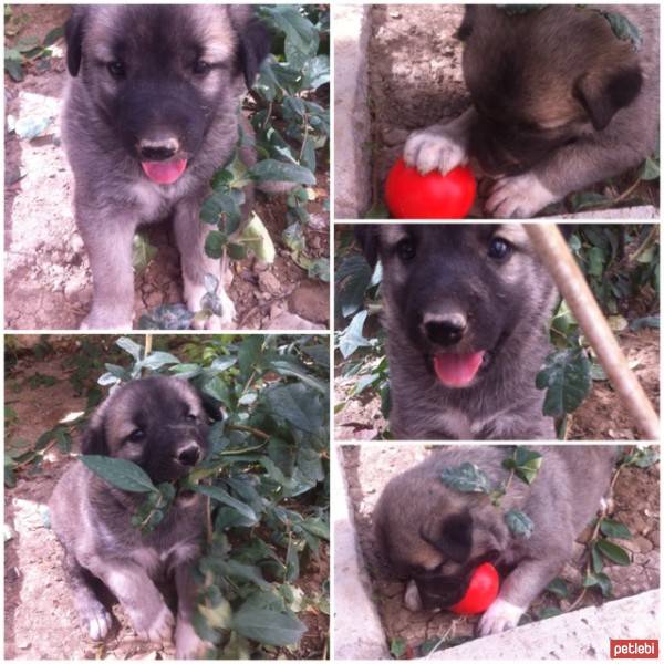 Kangal, Köpek  Bonbon fotoğrafı