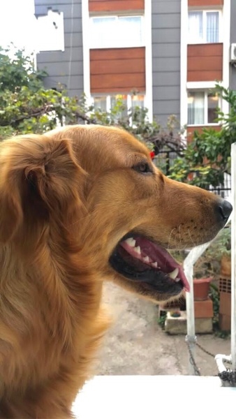 Golden Retriever, Köpek  Tarçın fotoğrafı