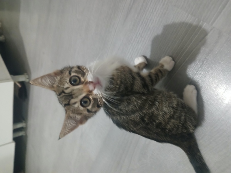 Tekir Kedi, Kedi  Adsız fotoğrafı