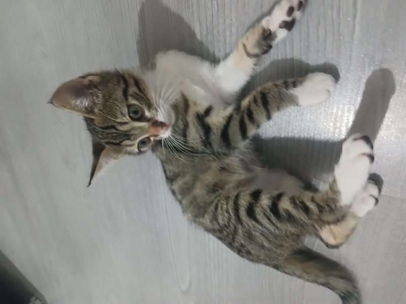 Tekir Kedi, Kedi  Adsız fotoğrafı