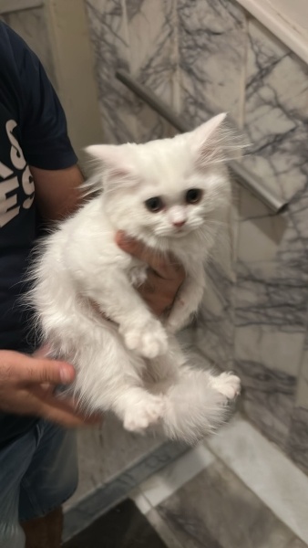 Chinchilla, Kedi  Sütlaç fotoğrafı